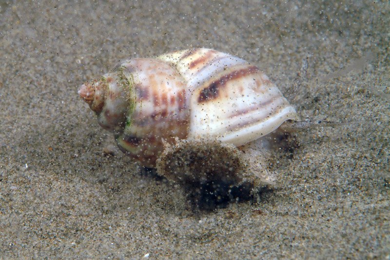 Nassarius mutabilis